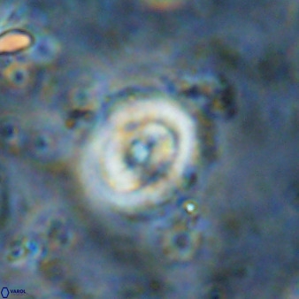 Ellipsagelosphaera supergesta 48147