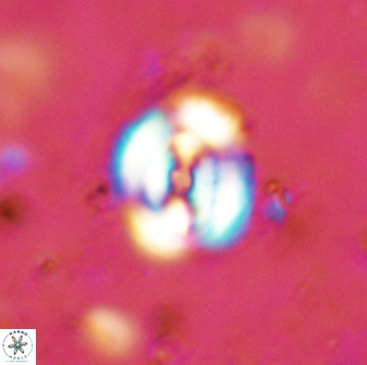 Ellipsagelosphaera supergesta 48134