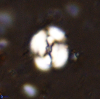 Ellipsagelosphaera supergesta 48135