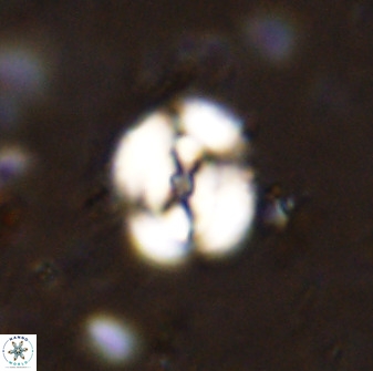 Ellipsagelosphaera supergesta 48135