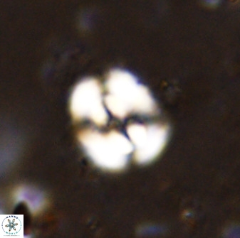 Ellipsagelosphaera supergesta 48136