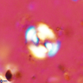 Ellipsagelosphaera supergesta 48137