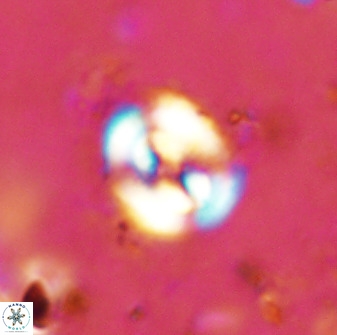 Ellipsagelosphaera supergesta 48137