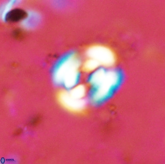 Ellipsagelosphaera supergesta 48138