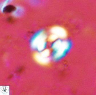 Ellipsagelosphaera supergesta 48138
