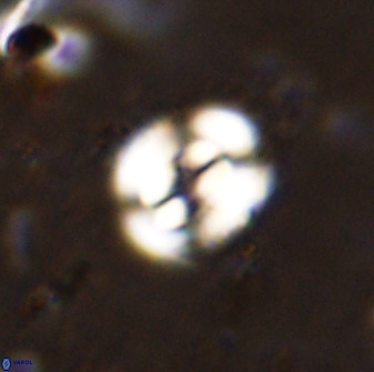 Ellipsagelosphaera supergesta 48139