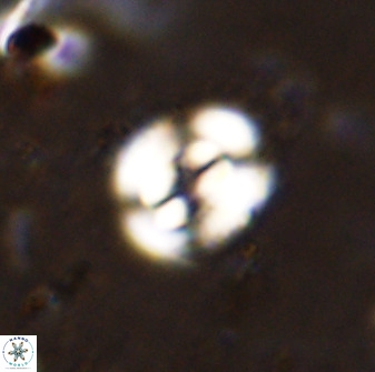 Ellipsagelosphaera supergesta 48139