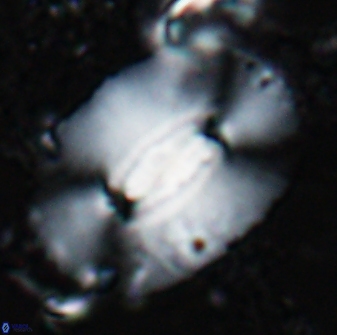 Ellipsolithus macellus 25514