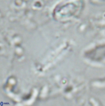 Ellipsolithus macellus 25515