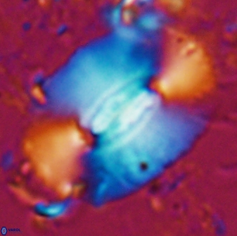 Ellipsolithus macellus 25513