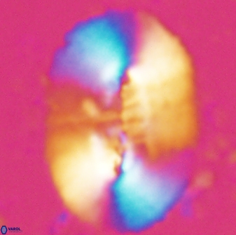 Ellipsolithus macellus 25627