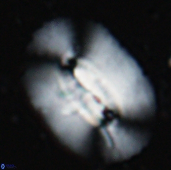 Ellipsolithus macellus 25629