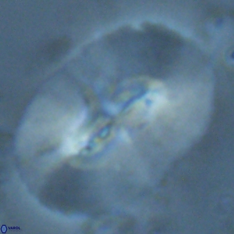 Ellipsolithus macellus 25635