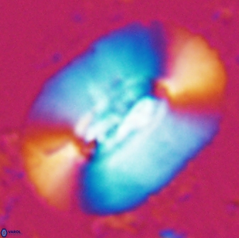 Ellipsolithus macellus 25631