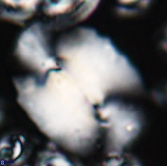 Ellipsolithus macellus 22457