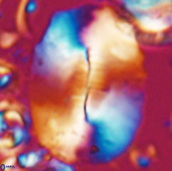 Ellipsolithus macellus 22459