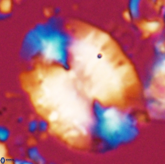 Ellipsolithus macellus 22584