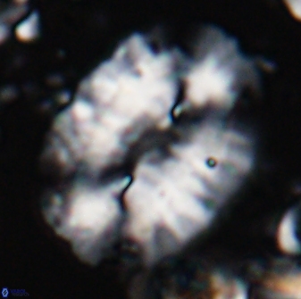 Ellipsolithus macellus 22587