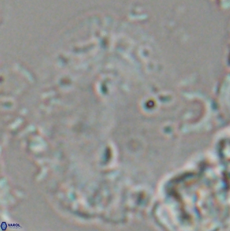 Ellipsolithus macellus 22589