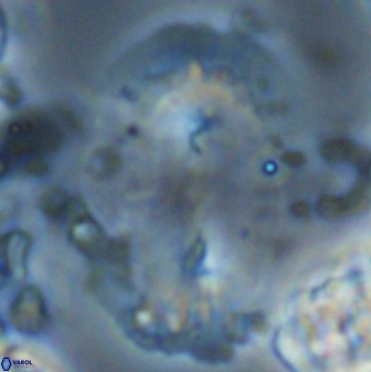 Ellipsolithus macellus 22590