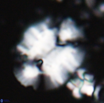 Ellipsolithus macellus 22636