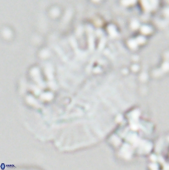 Ellipsolithus macellus 22637