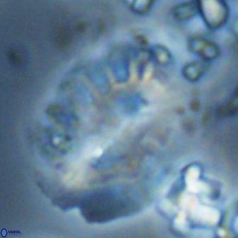 Ellipsolithus macellus 22638