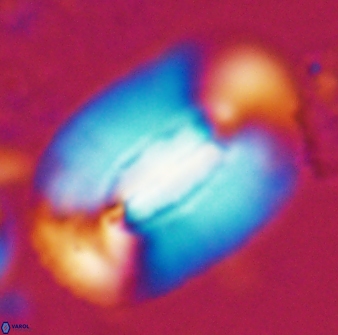 Ellipsolithus macellus 23278