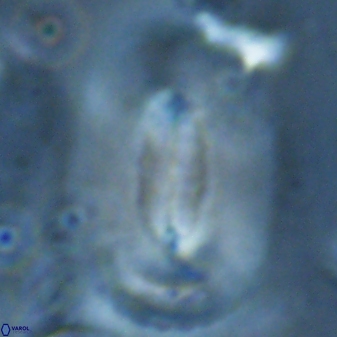 Ellipsolithus macellus 23282