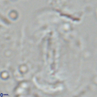 Ellipsolithus macellus 23283