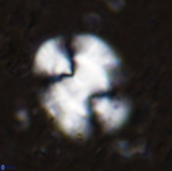 Ellipsolithus macellus 49055