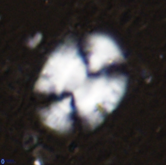 Ellipsolithus macellus 49051