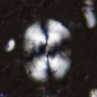 Ellipsolithus macellus 49053