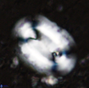 Ellipsolithus macellus 49147