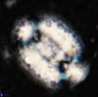 Ellipsolithus macellus 49247