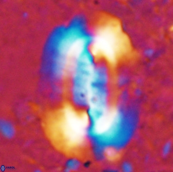 Ellipsolithus macellus 49311