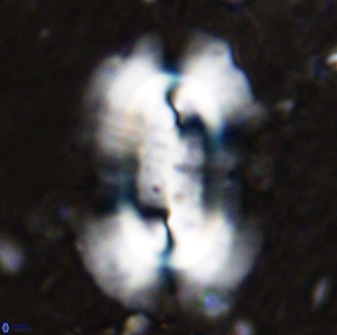 Ellipsolithus macellus 49312