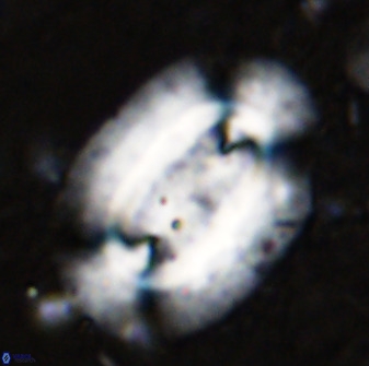 Ellipsolithus macellus 49313