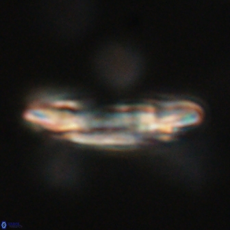 Ellipsolithus macellus 65969