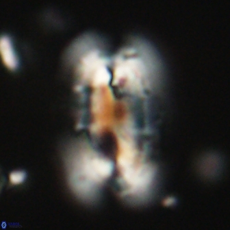 Ellipsolithus macellus 65975