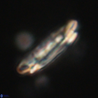 Ellipsolithus macellus 65970