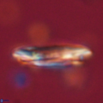 Ellipsolithus macellus 65972