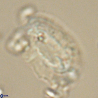 Ellipsolithus macellus 65985