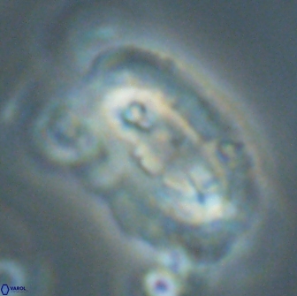 Ellipsolithus macellus 65988