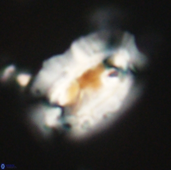 Ellipsolithus macellus 65982