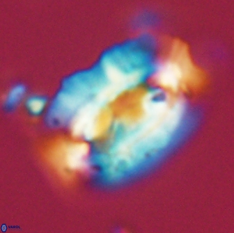 Ellipsolithus macellus 65983