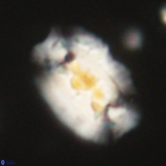 Ellipsolithus macellus 65996