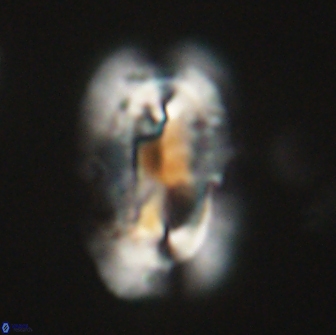 Ellipsolithus macellus 65992