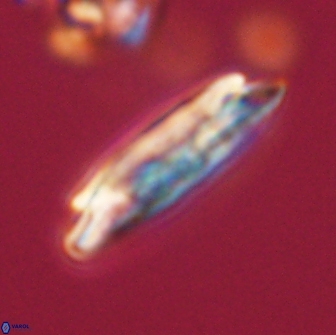 Ellipsolithus macellus 66005