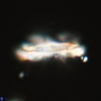 Ellipsolithus macellus 69168